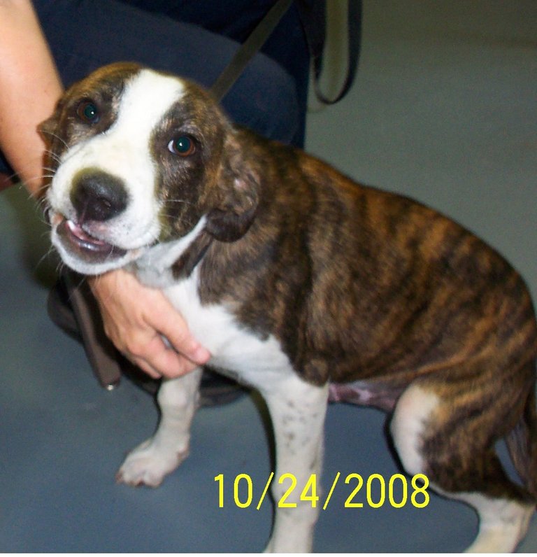 Other Photos of thie Dog