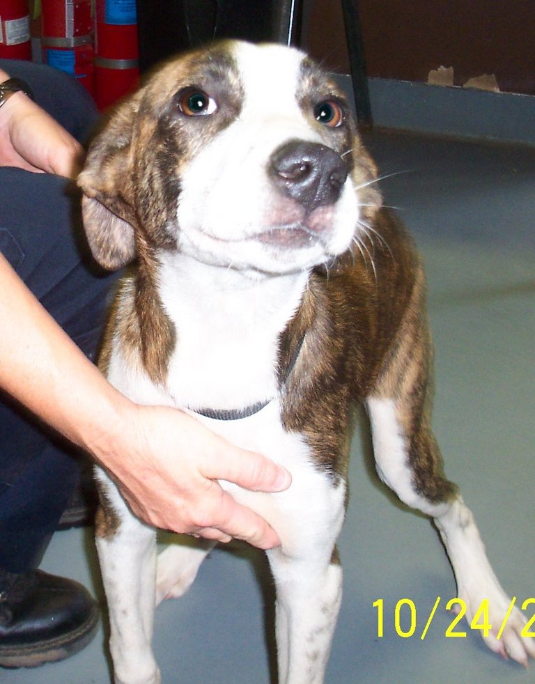 Other Photos of thie Dog