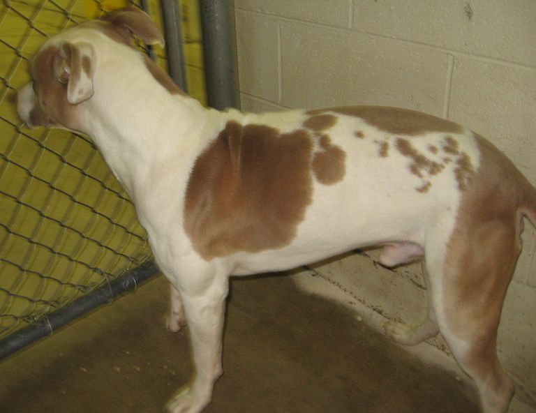 Other Photos of thie Dog