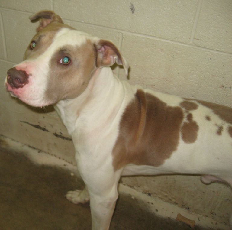 Other Photos of thie Dog