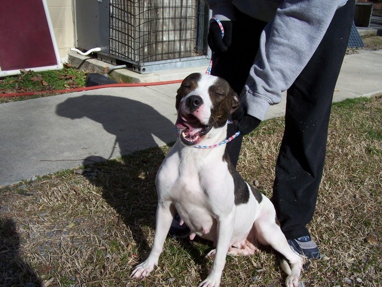 Other Photos of thie Dog