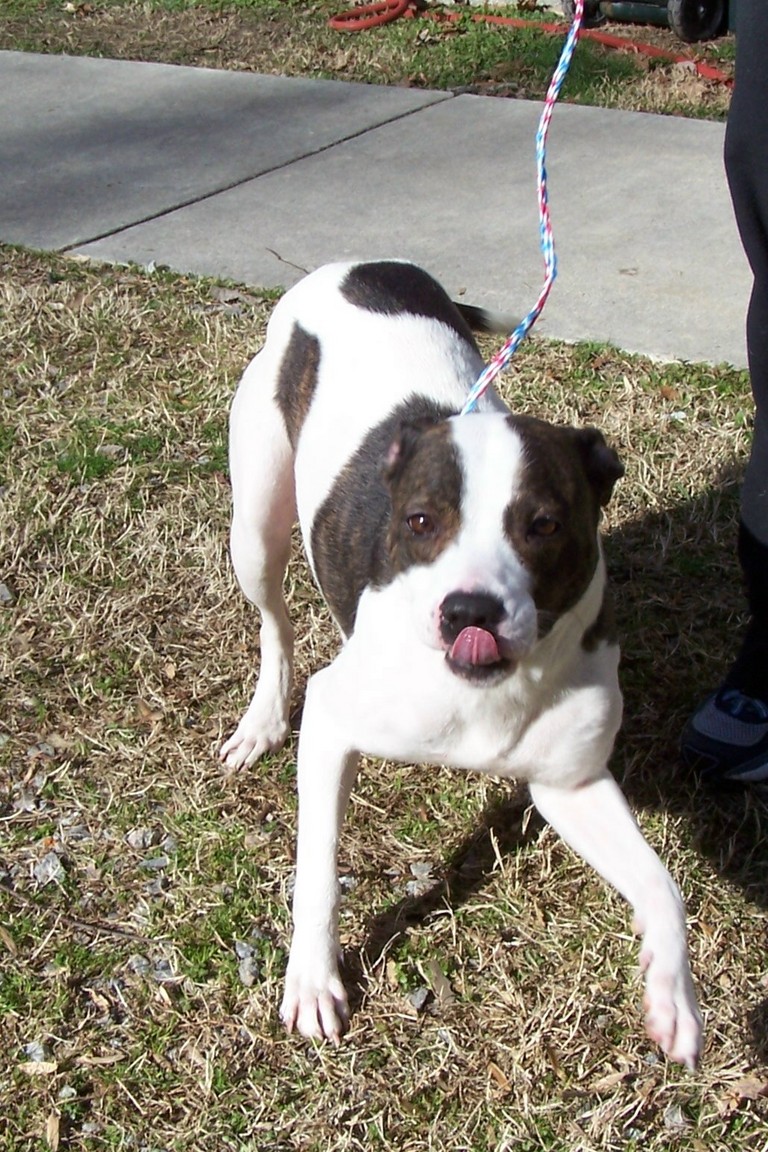 Other Photos of thie Dog