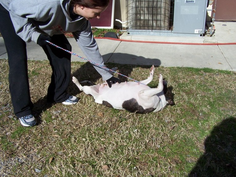 Other Photos of thie Dog