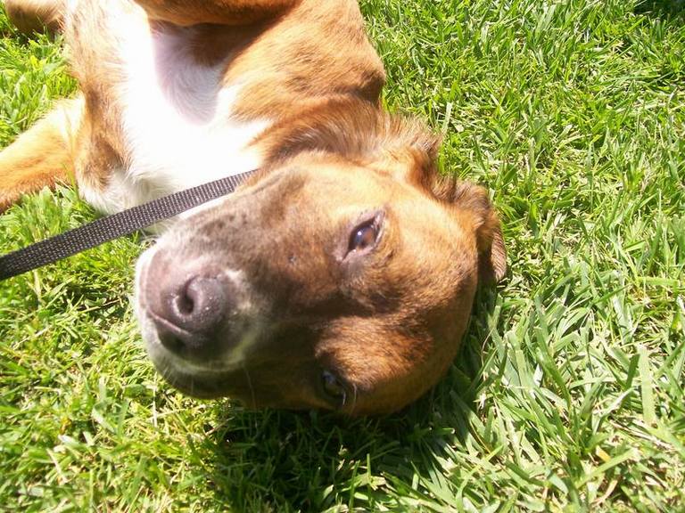 Other Photos of thie Dog