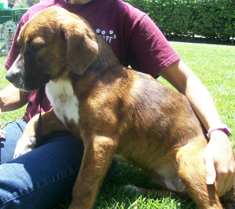 Other Photos of thie Dog