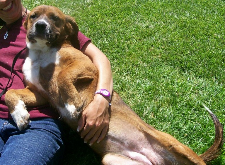 Other Photos of thie Dog