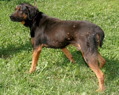Other Photos of thie Dog