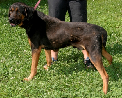 Other Photos of thie Dog