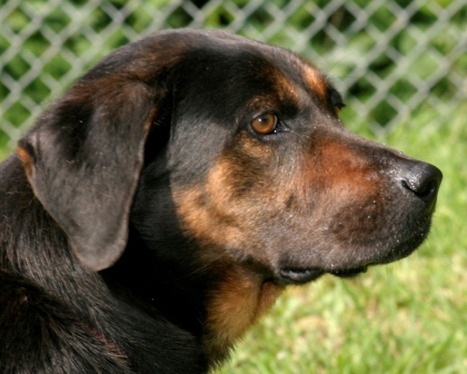 Other Photos of thie Dog