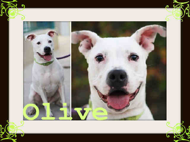 Main Photo of this Dog
