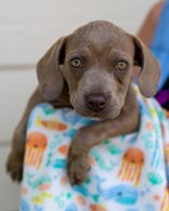 Main Photo of this Dog