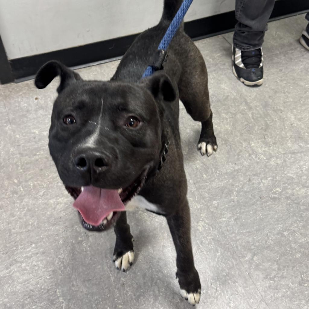 Main Photo of this Dog