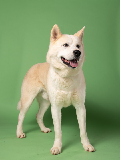 Other Photos of thie Dog