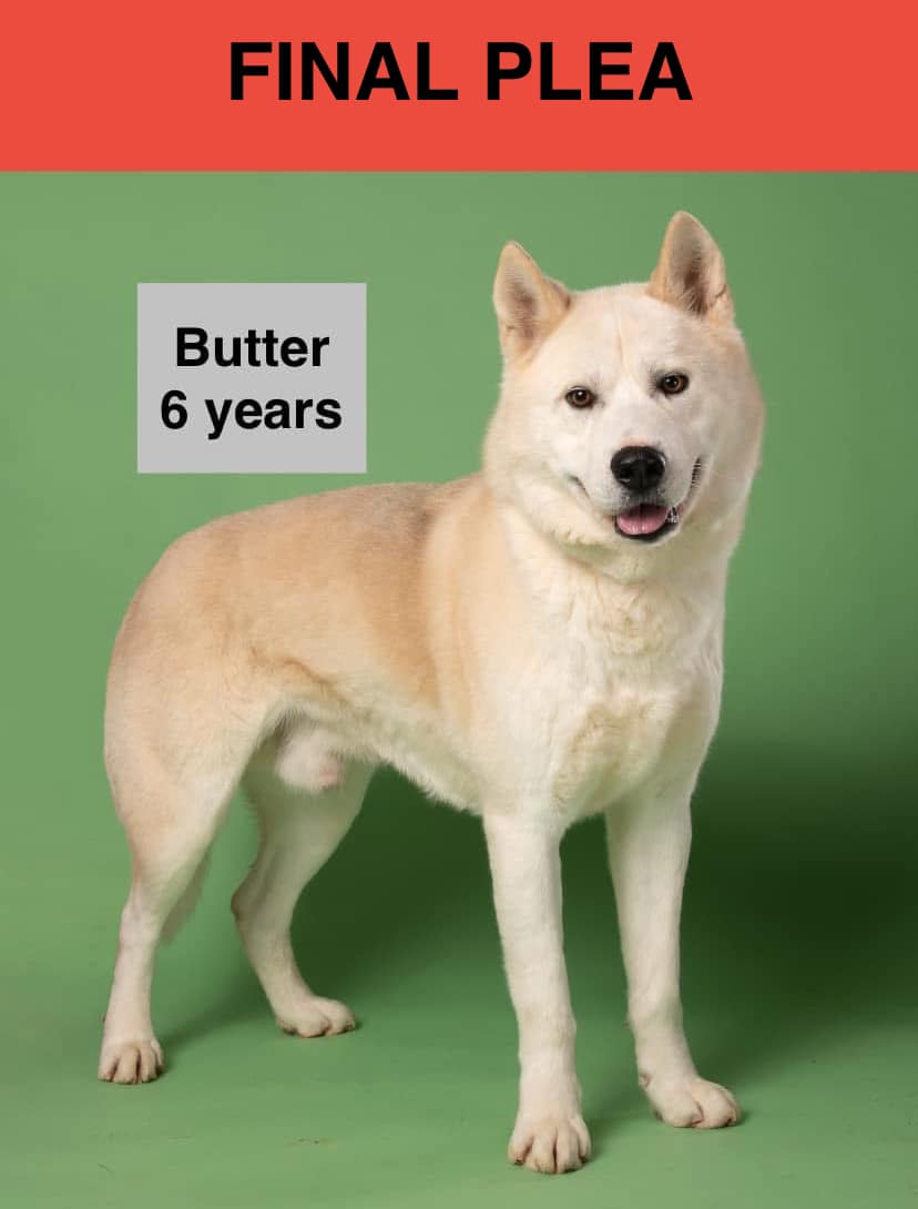 DogInDanger of Being Killed
