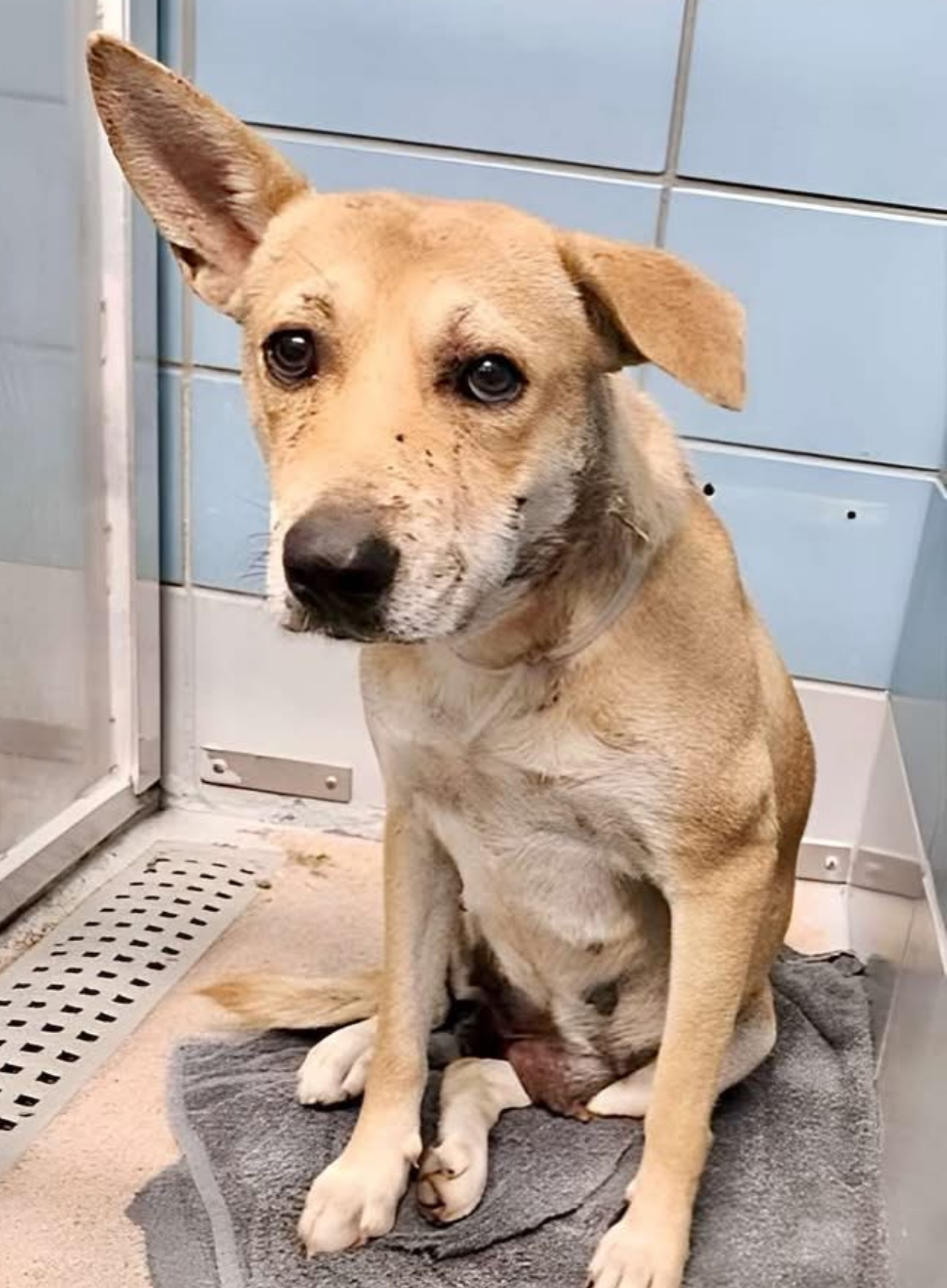 Main Photo of this Dog