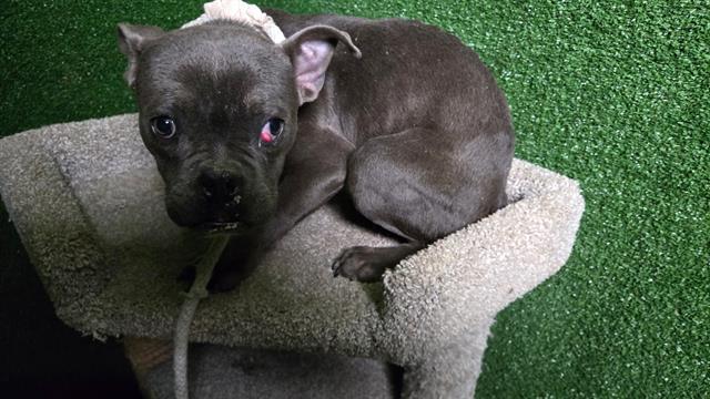 Main Photo of this Dog