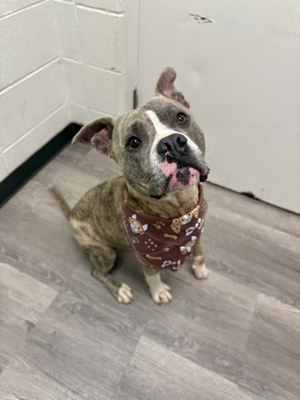 Main Photo of this Dog