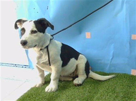 Willow, a Pit Bull Terrier, available for adoption