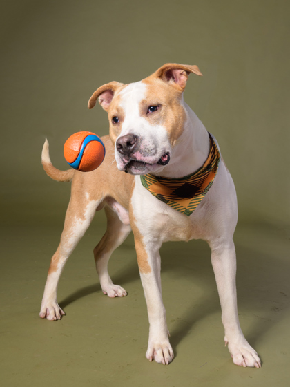 Happy Guy, a Terrier, available for adoption