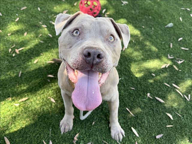Mike, a Pit Bull Terrier, available for adoption