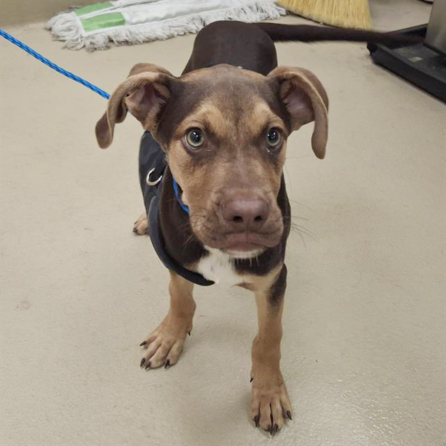 Hummus, a American Staffordshire Terrier, available for adoption
