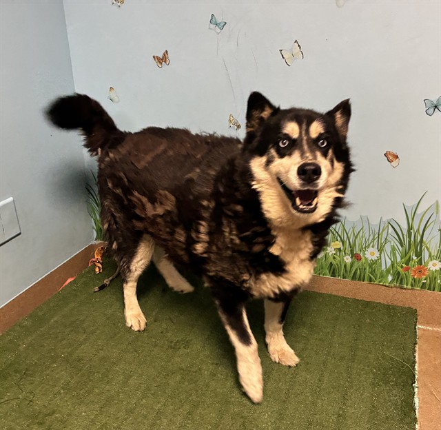 Rocky Blue, a Siberian Husky, available for adoption