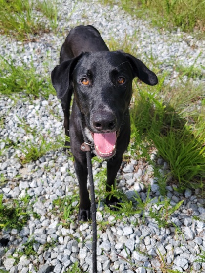 Vader, a Black Labrador Retriever, available for adoption