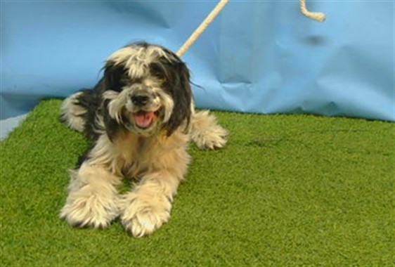 Estela, a Cocker Spaniel, available for adoption