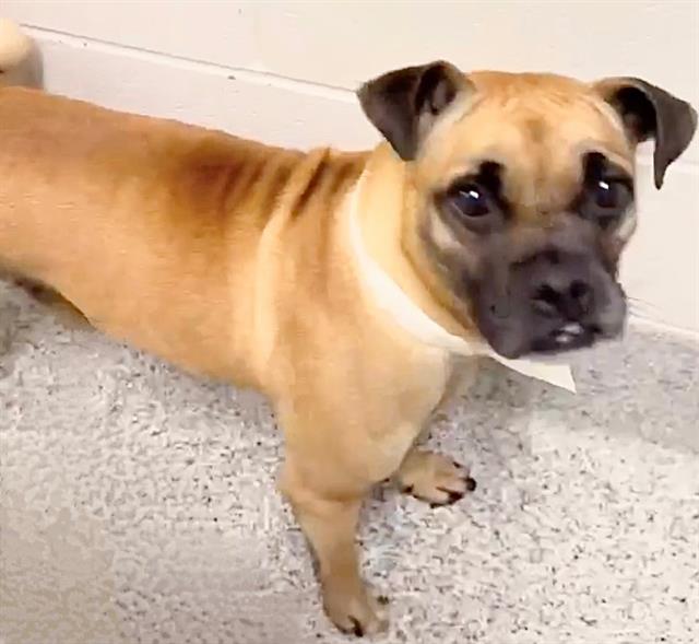 Chloe, a Pug, available for adoption