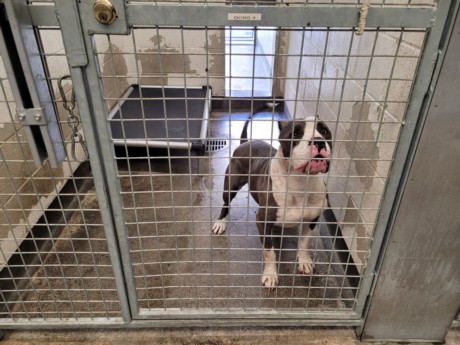 Denzel, a Pit Bull Terrier, available for adoption