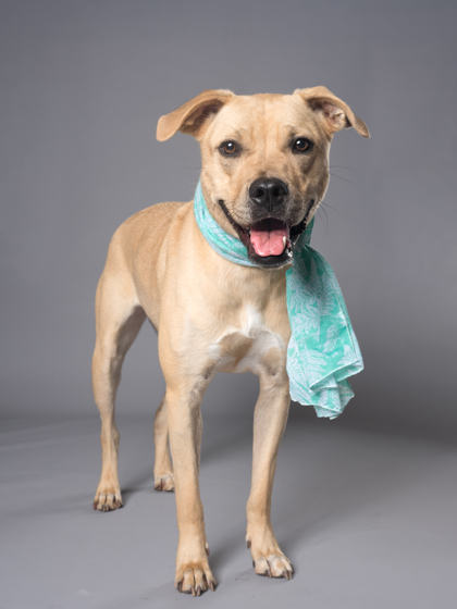Marie, a American Staffordshire Terrier, available for adoption
