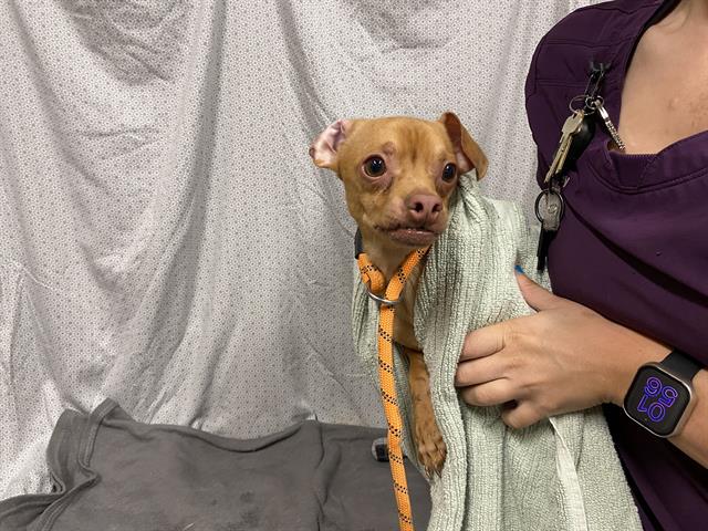 Smitty, a Chihuahua, available for adoption