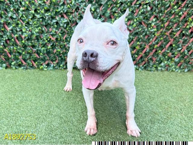 Hemi, a Pit Bull Terrier (mix breed), available for adoption