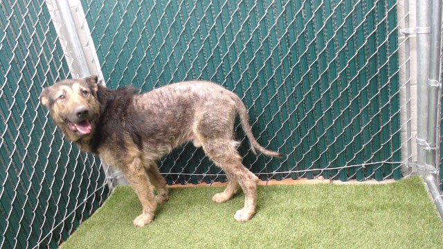 Ludwig, a German Shepherd, available for adoption