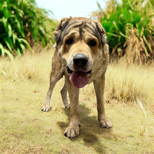 Simba, a Caucasian Sheepdog (Caucasian Ovtcharka), available for adoption