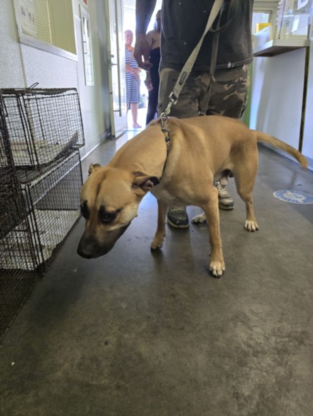 Scooby, a Boxer (mix breed), available for adoption
