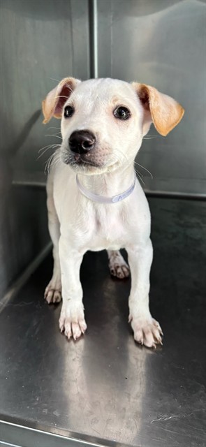 Stella, a Chihuahua, available for adoption