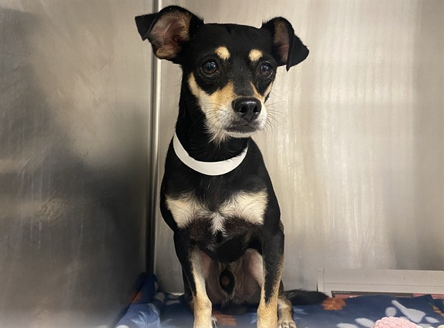Usher, a Chihuahua (mix breed), available for adoption