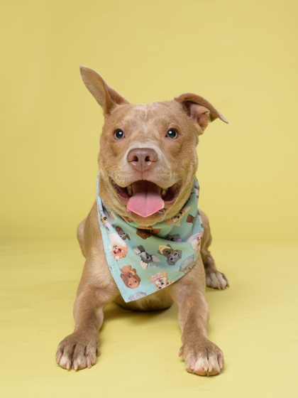 Campcreek, a Pit Bull Terrier (mix breed), available for adoption