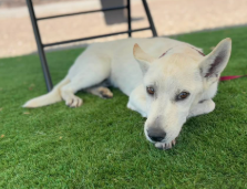 Weinerschnitzel, a German Shepherd (mix breed), available for adoption