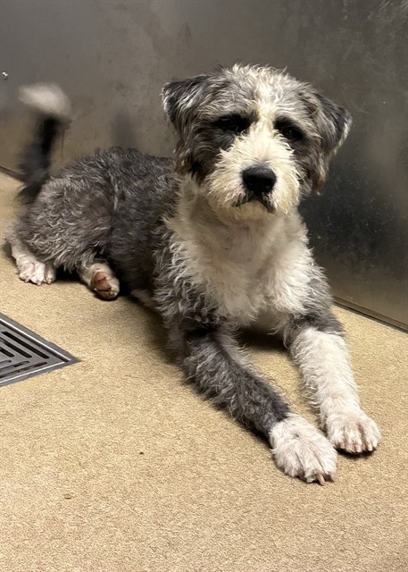 Thirsty, a Terrier, available for adoption