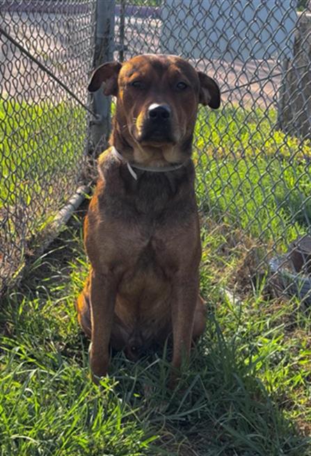 Adoptable pet photo