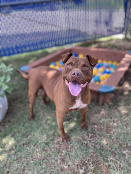 Adoptable pet photo