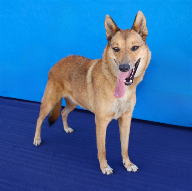 Bella, a Jindo, available for adoption