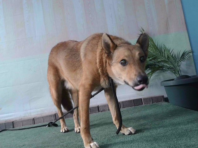 Adoptable pet photo