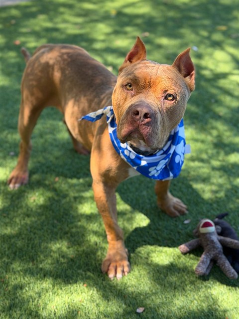 Slim, a Bullmastiff, available for adoption