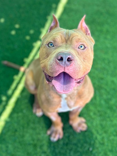 Adoptable pet photo