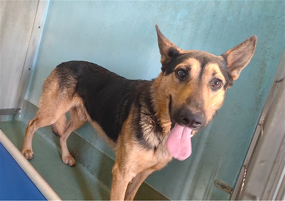 Adoptable pet photo