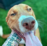 Adoptable pet photo
