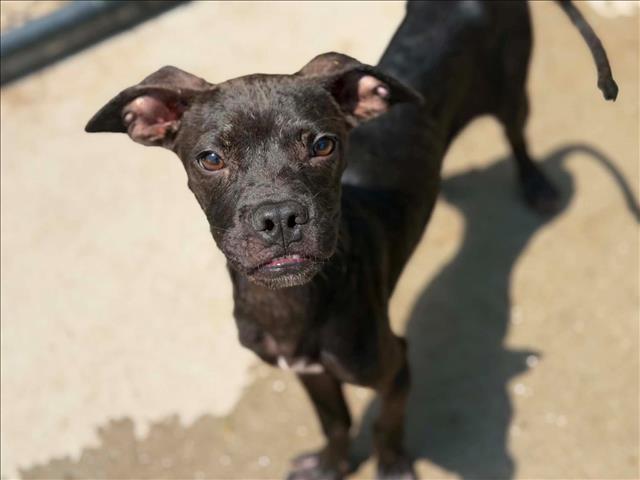 Tommy, a Pit Bull Terrier (mix breed), available for adoption